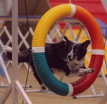 Border Collie agility
