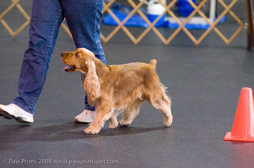 English Cocker heeling