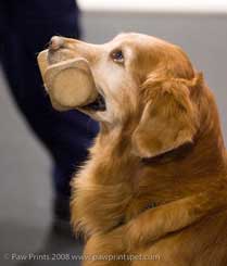 Golden Retriever w DB