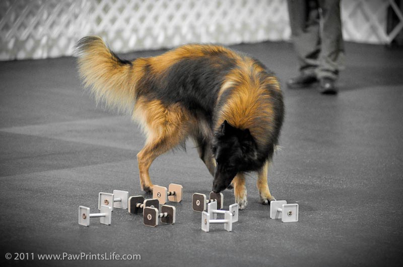 Belgian Tervuren searching for article