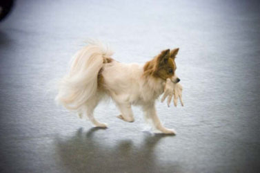 Papillon glove