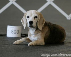 Beagle down stay
